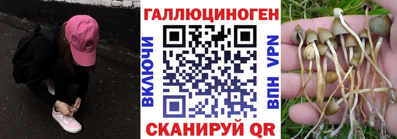 Псилоцибиновые грибы Psilocybe  закладка  Новосиль 